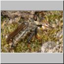 Pamponerus germanicus - Alabasterfliege 03 20mm.jpg